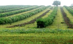 Gansbaai was 1ste met Boomlusern